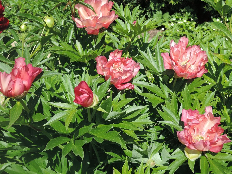 Пион Банатский