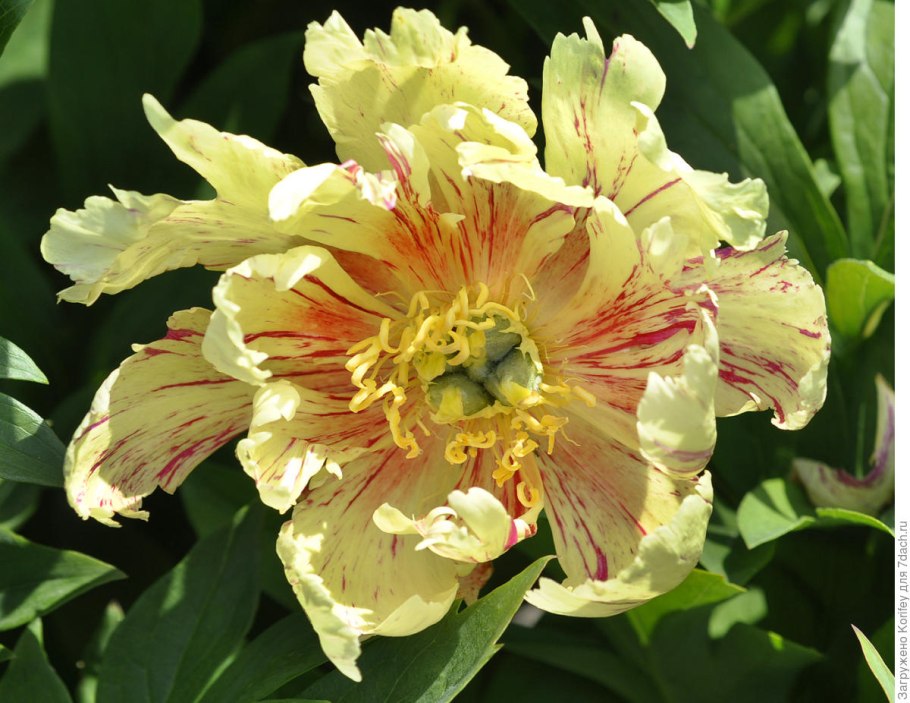 Пион ито лоллипоп