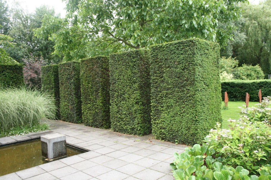 Тис ягодный Dovastonii