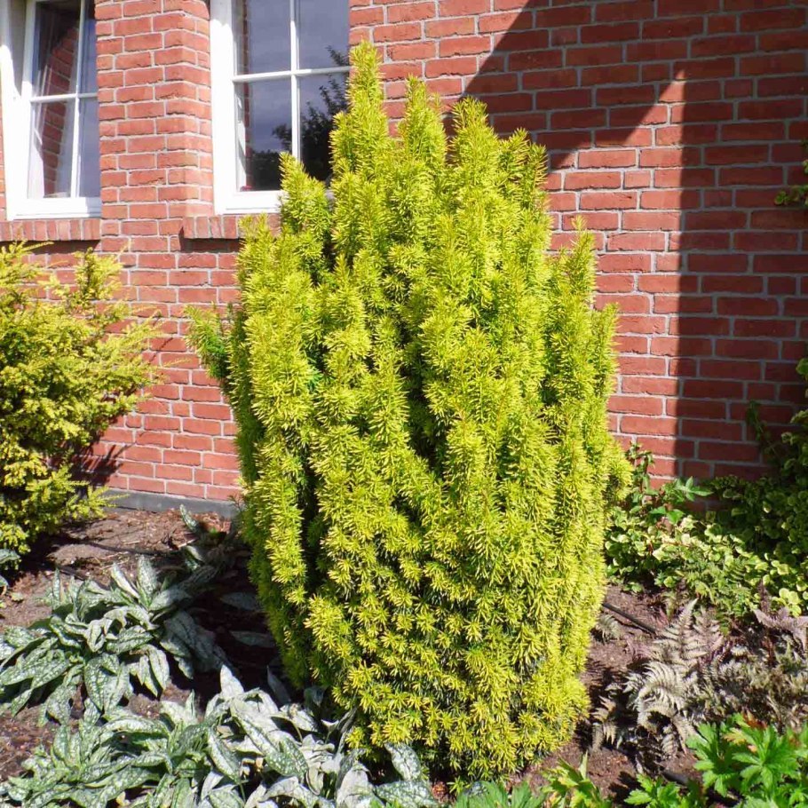 Тис ягодный пирамидальный