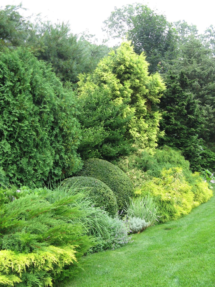 Тис Фастигиата Давид