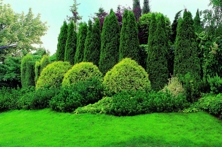 Тисс Фастигиата Ауреа