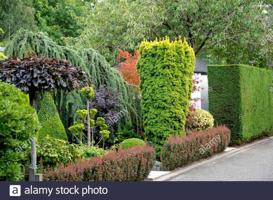 Тис ягодный Фастигиата