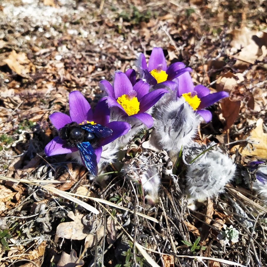 Прострел Луговой