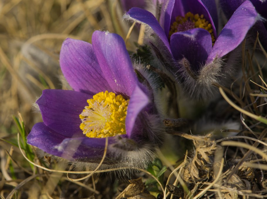 Прострел Плантариум