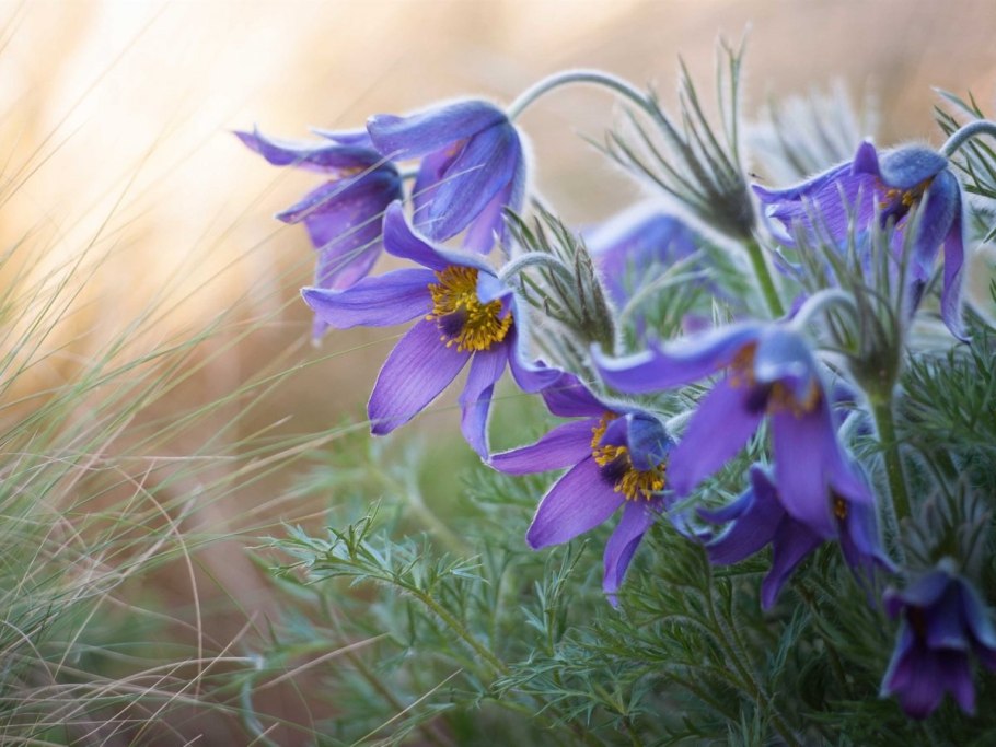 Баргузинский заповедник прострел Турчанинова
