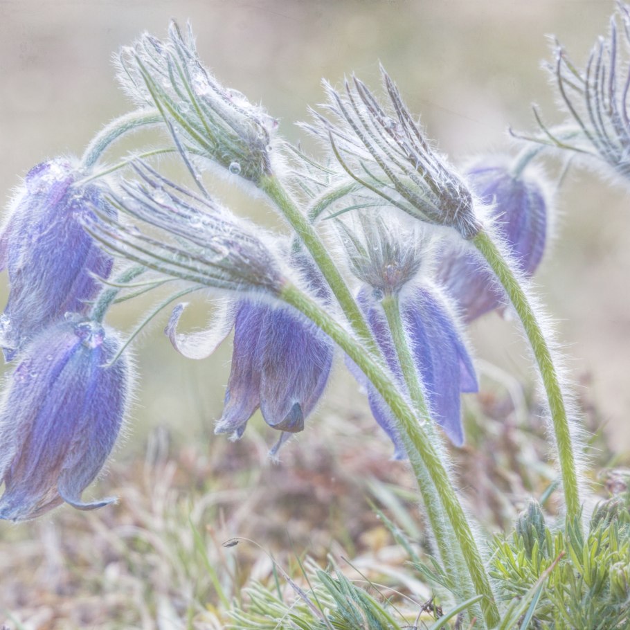 Прострел весенний Pulsatilla vernalis