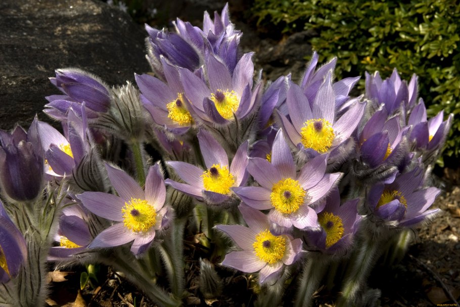 Прострел Европейский