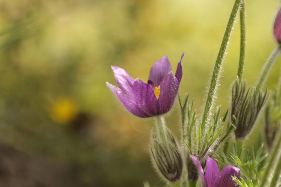 Прострел Даурский