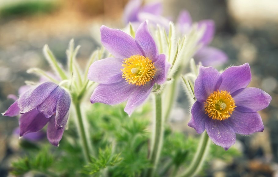 Прострел обыкновенный Pulsatilla vulgaris rubra