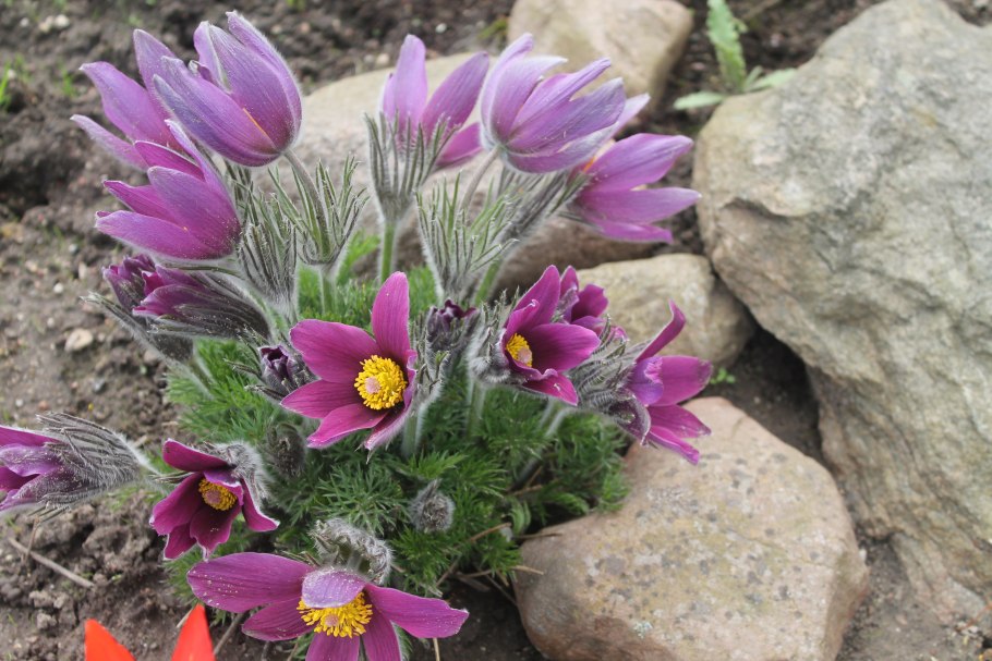 Прострел Луговой