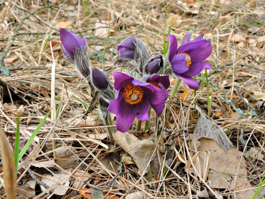 Ветреница цветок