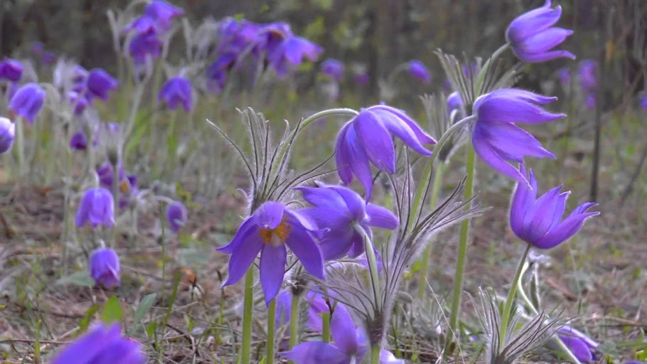 Прострел обыкновенный Pulsatilla vulgaris 'Perlen Glocke'