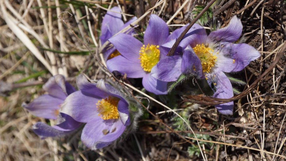 Картинки с первоцветами для аватарки в Одноклассниках