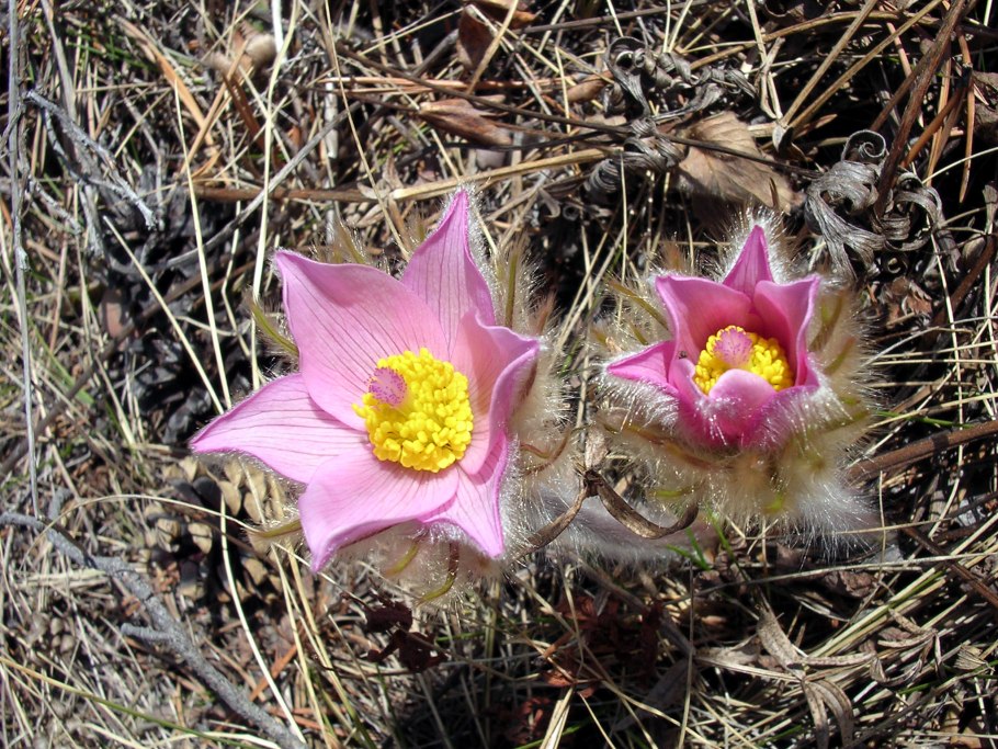 Прострел богемский