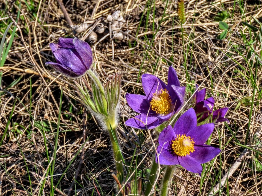 Прострел весенний Pulsatilla vernalis иллюстрация