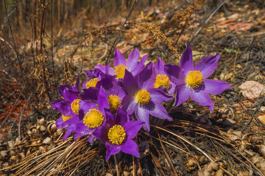 Прострел - сон трава
