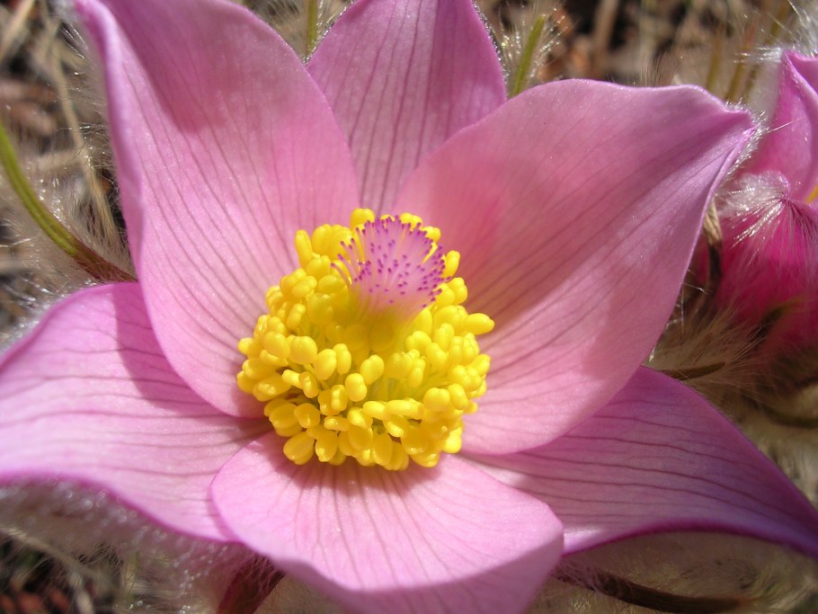 Прострел армянский