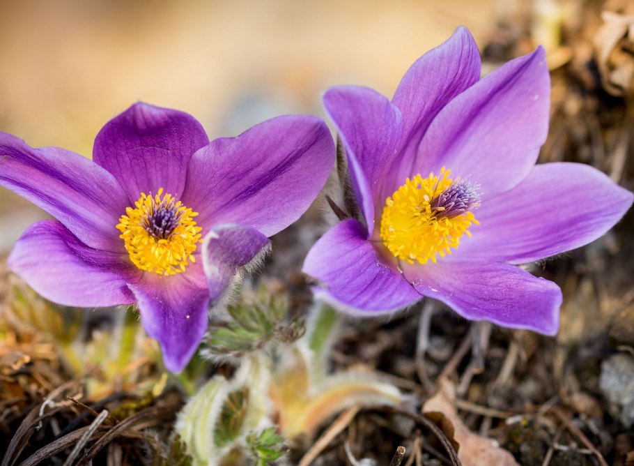 Цветущая Апрельская трава