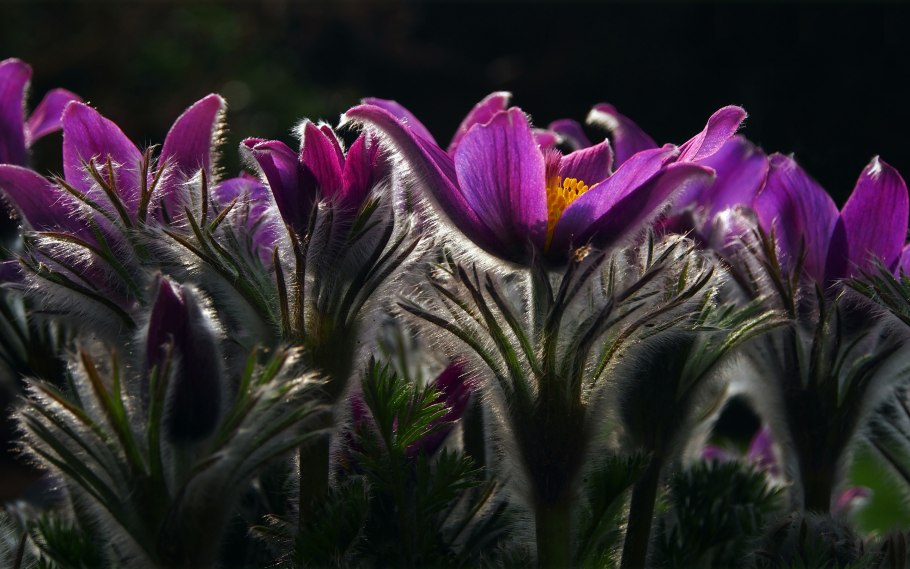 Прострел обыкновенный Виолет Блю