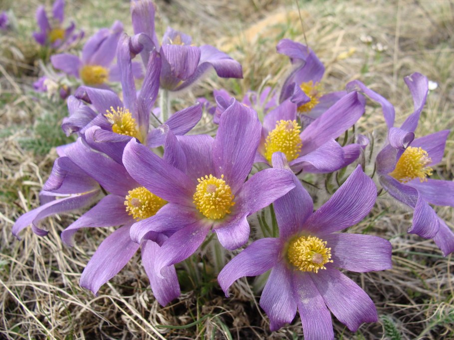 Прострел обыкновенный Прима