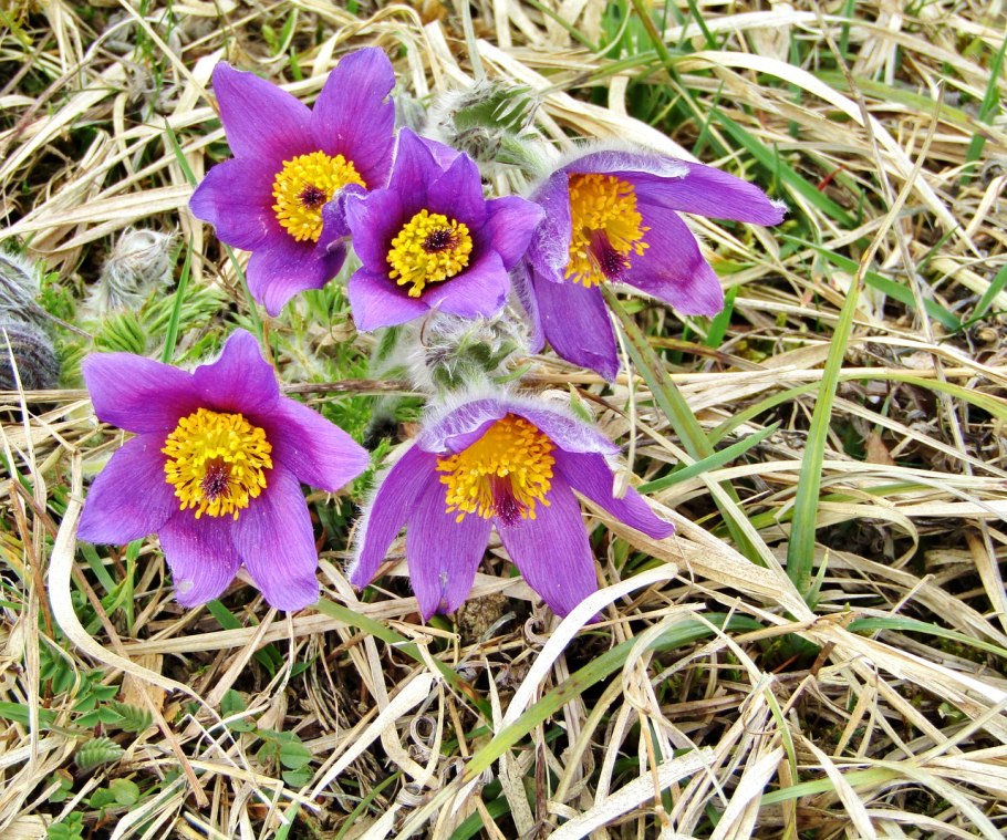 Прострелы горного Алтая