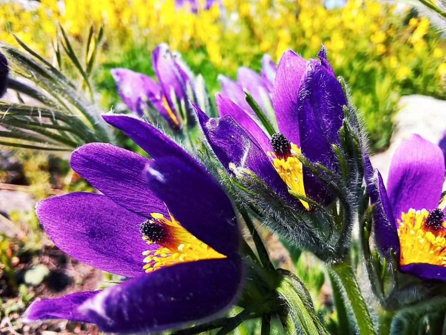 Пульсатилла Арктическая