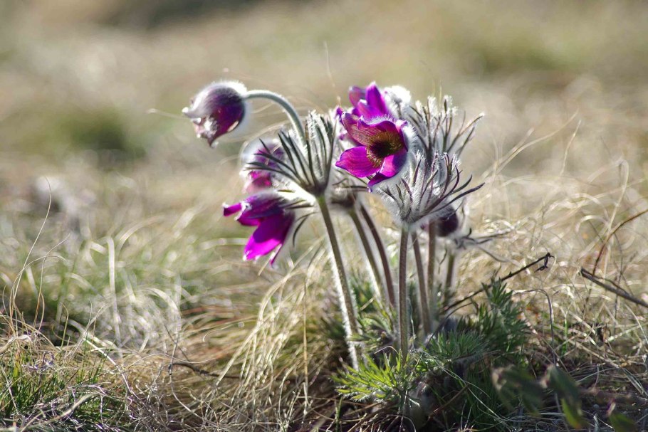 Pulsatilla Grandis