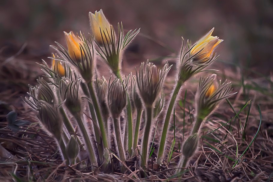 Прострел Луговой