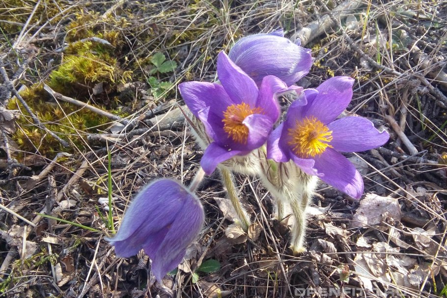 Прострел Луговой фото