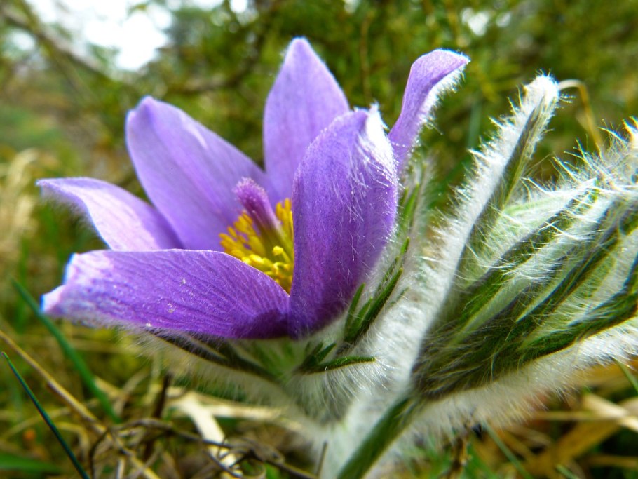 Прострел (Подснежник, сон-трава, Pulsatilla)