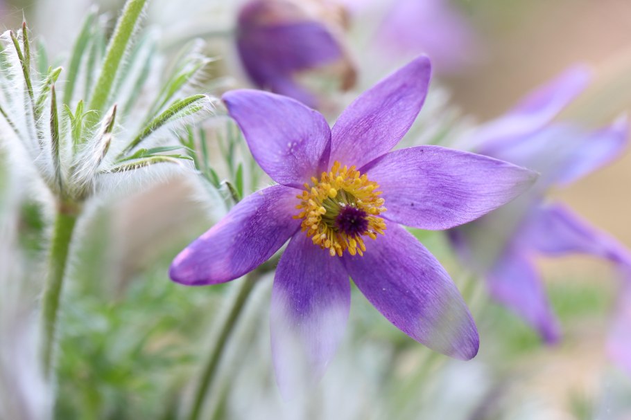 Прострел обыкновенный (Pulsatilla vulgaris &#96;Blue Violet&#96;)