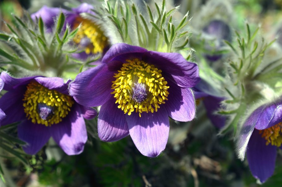 Цветет в Сибири розовыми корзинками цветок