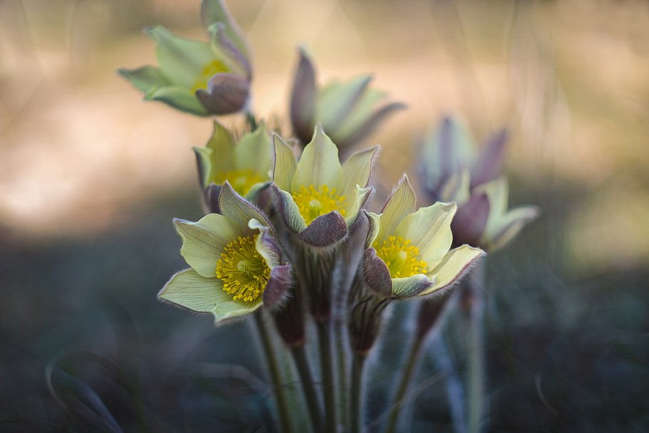 Анемона ветреница