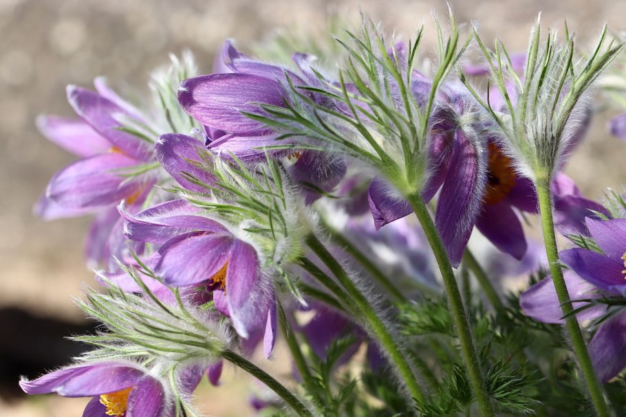 Прострел Луговой