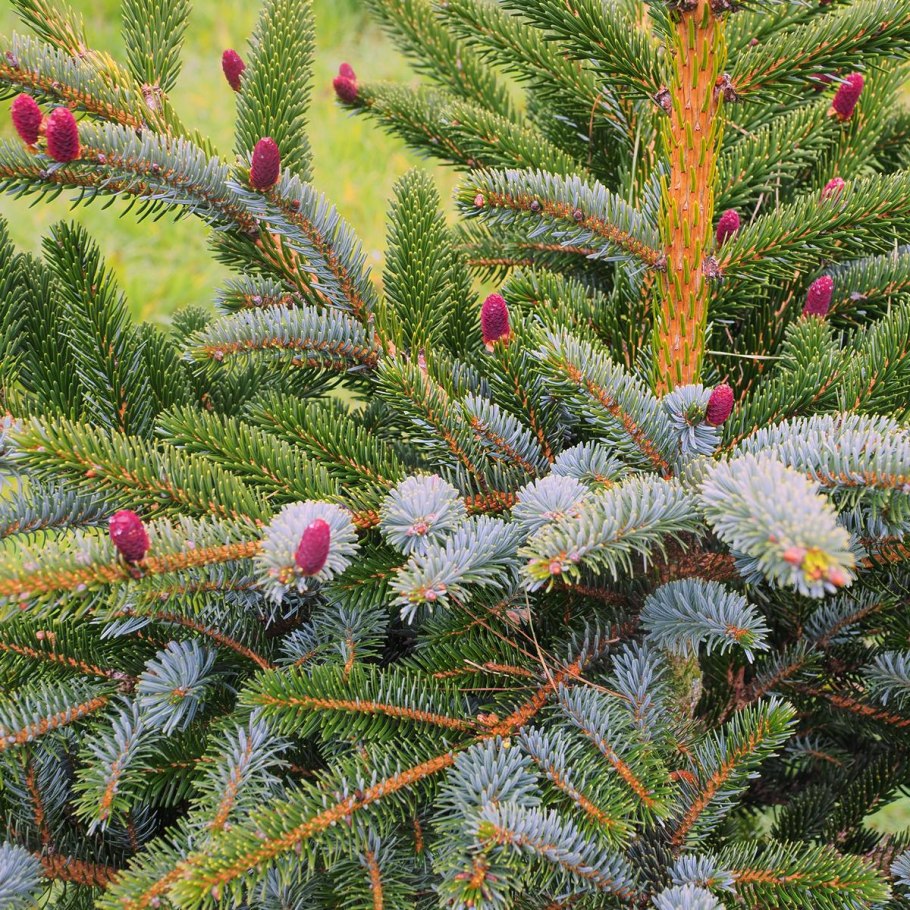Ель Picea bicolor