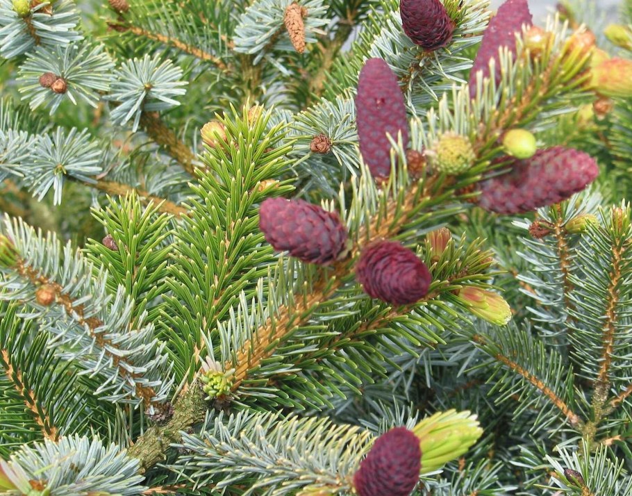 Picea alcoquiana (bicolor)