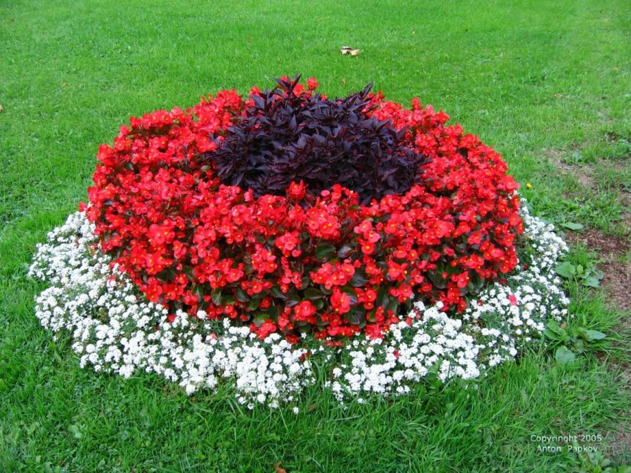 Шалфей Дубравный Rugen