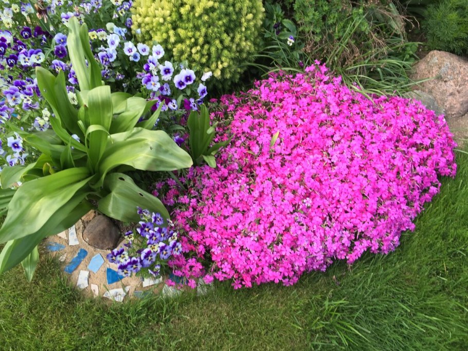 Цинерария серебристая однолетник