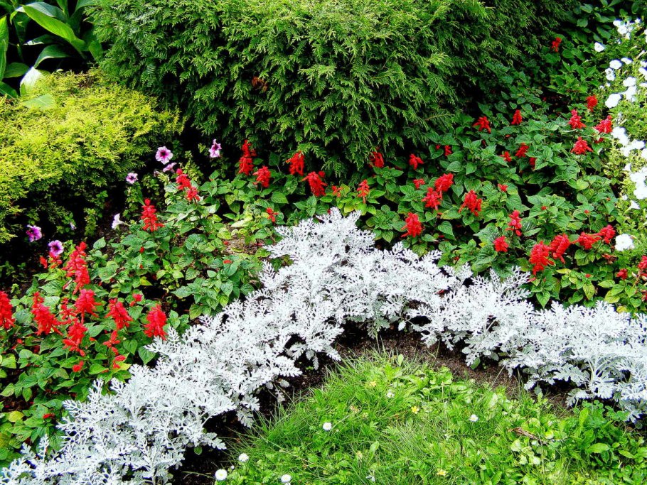 Бордюрные травянистые многолетники