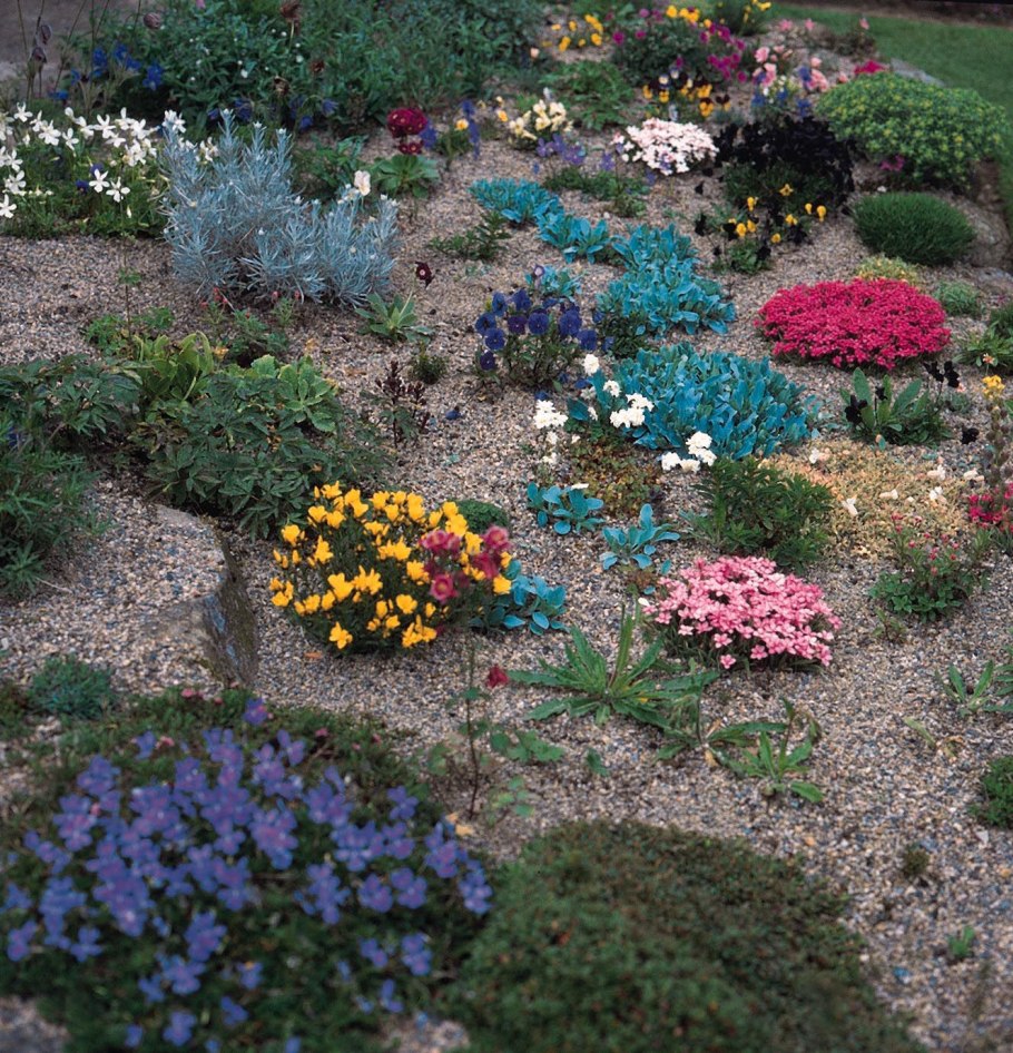 Бордюрные многолетники низкорослые