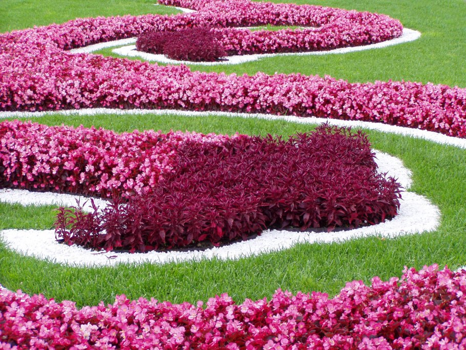 Камнеломка Арендса Вайсцверг