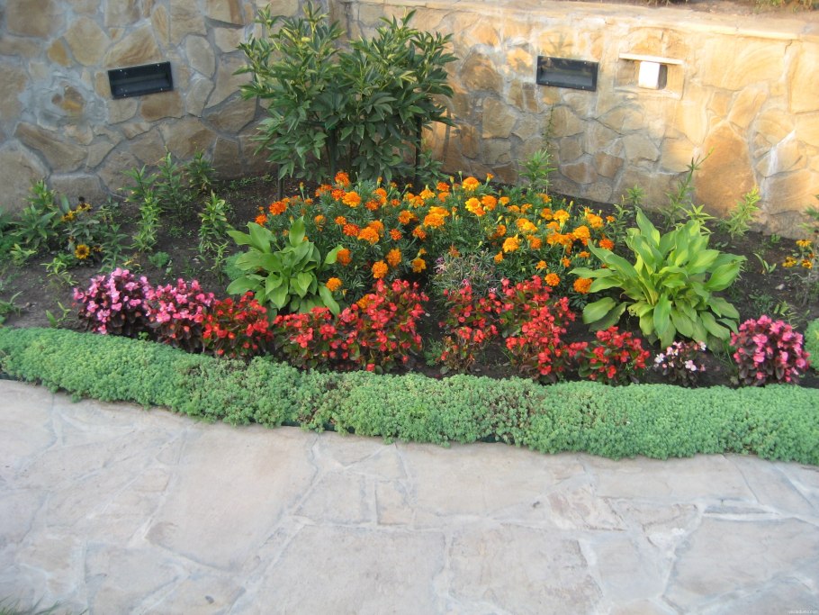 Бархатцы Карликовые золотые