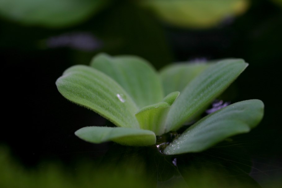 Пистия аквариумное растение