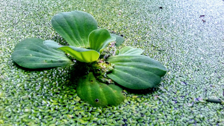 Пистия - водяная роза
