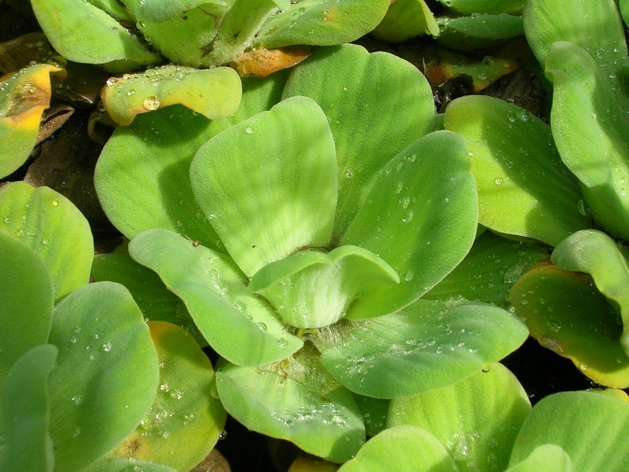 Pistia Stratiotes