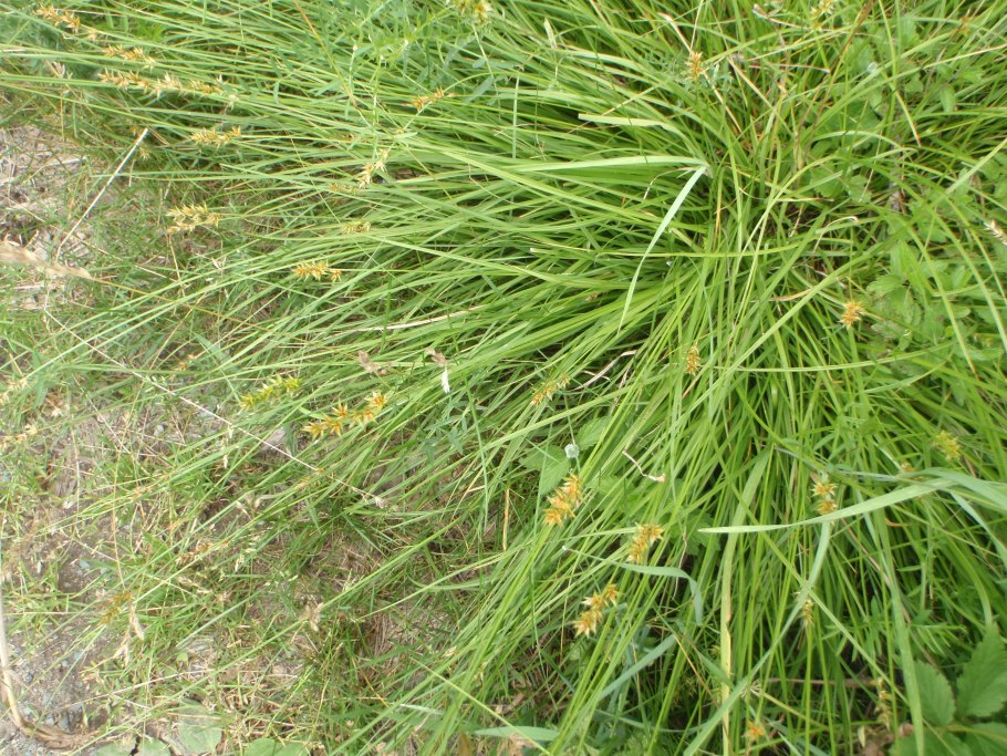 Осока (Carex) Эверголд