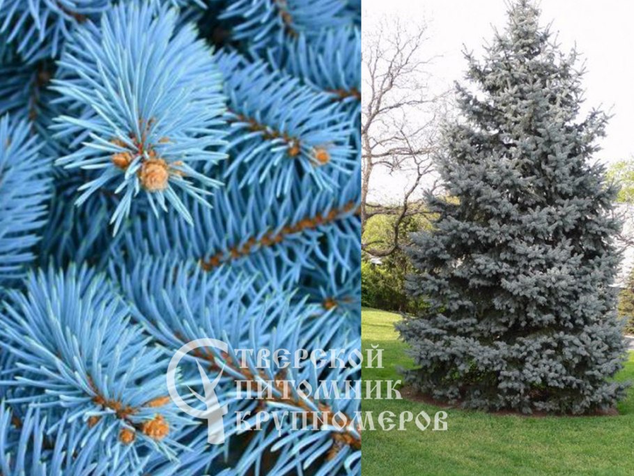 Голубая ель на Байкале