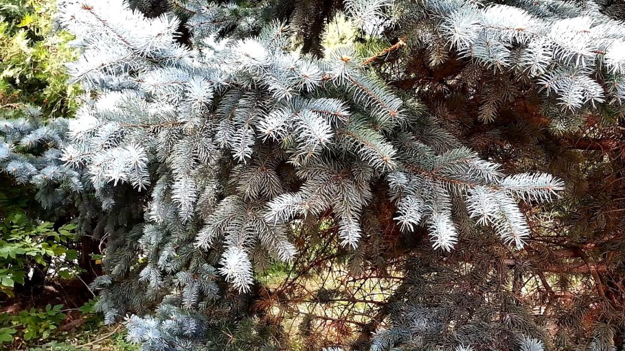 Ель колючая Блю Тринкет