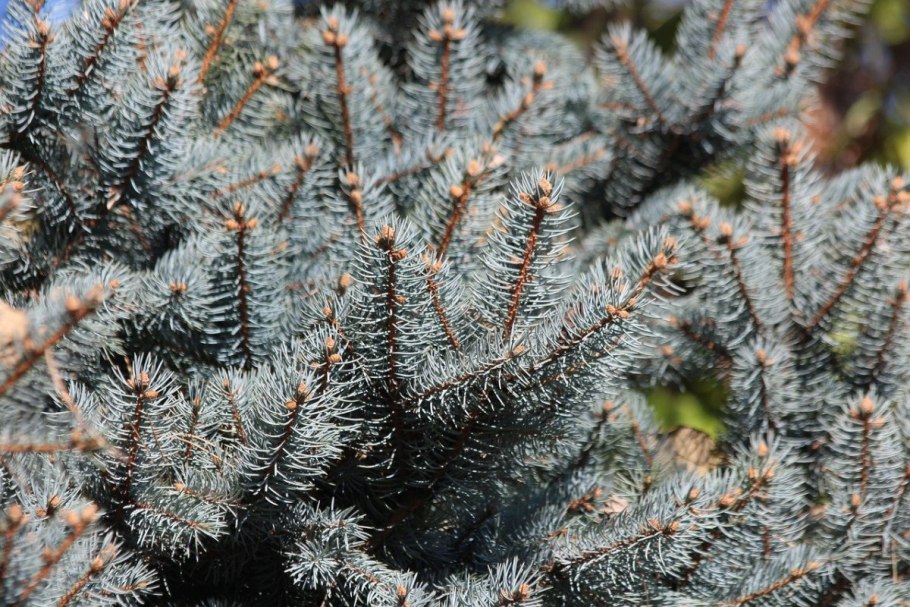 Голубая ель Блю Стар